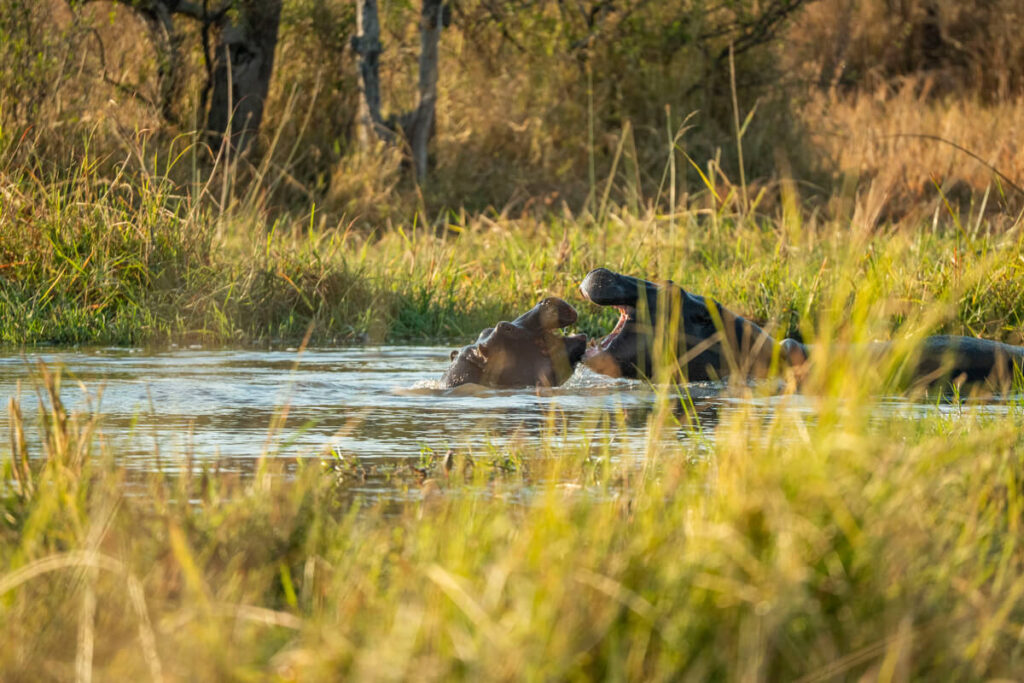 Hippo