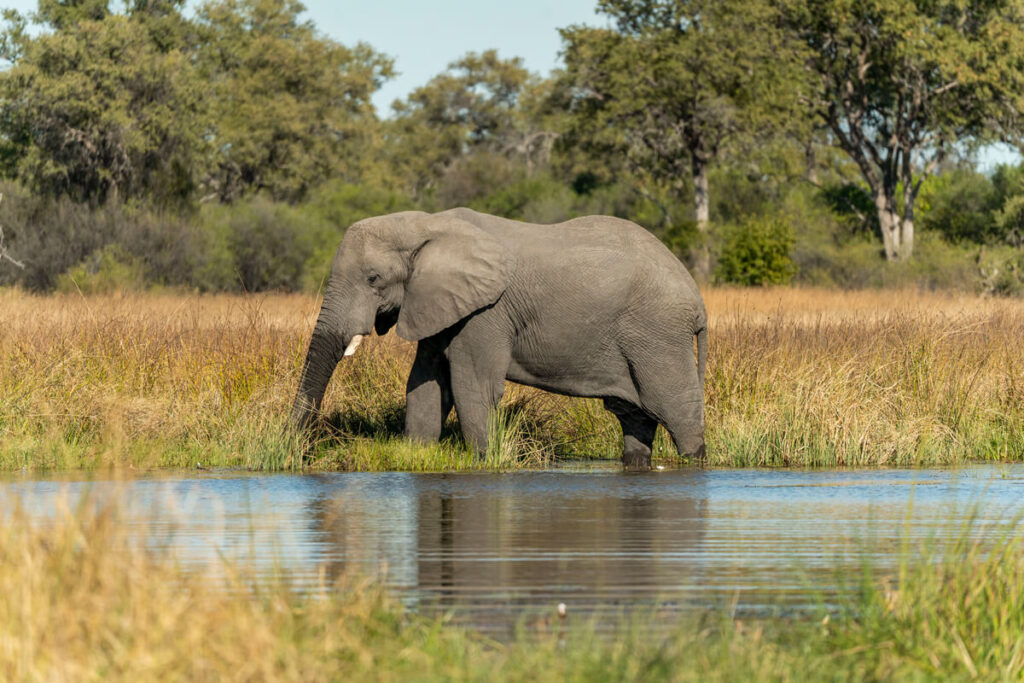 Elefant
