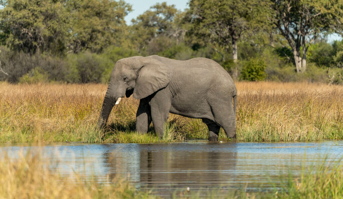 Elefant