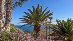 Palme Fuerteventura
