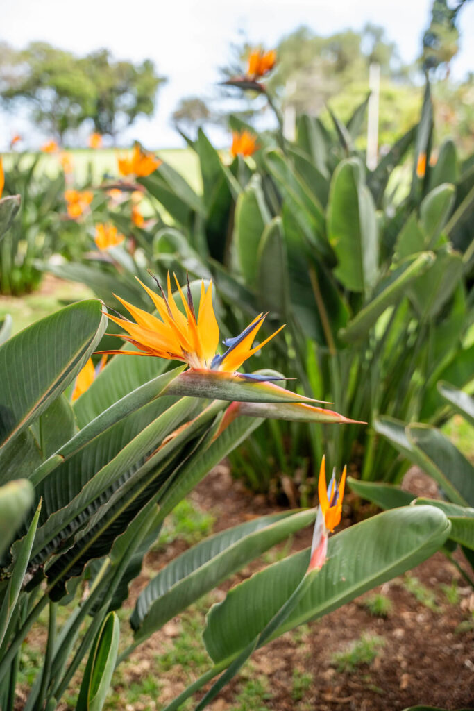 Sehenswürdigkeiten in Funchal – Parque Santa Catarina