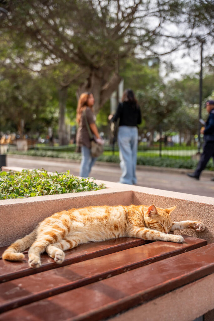 Parque Kennedy Lima Katze