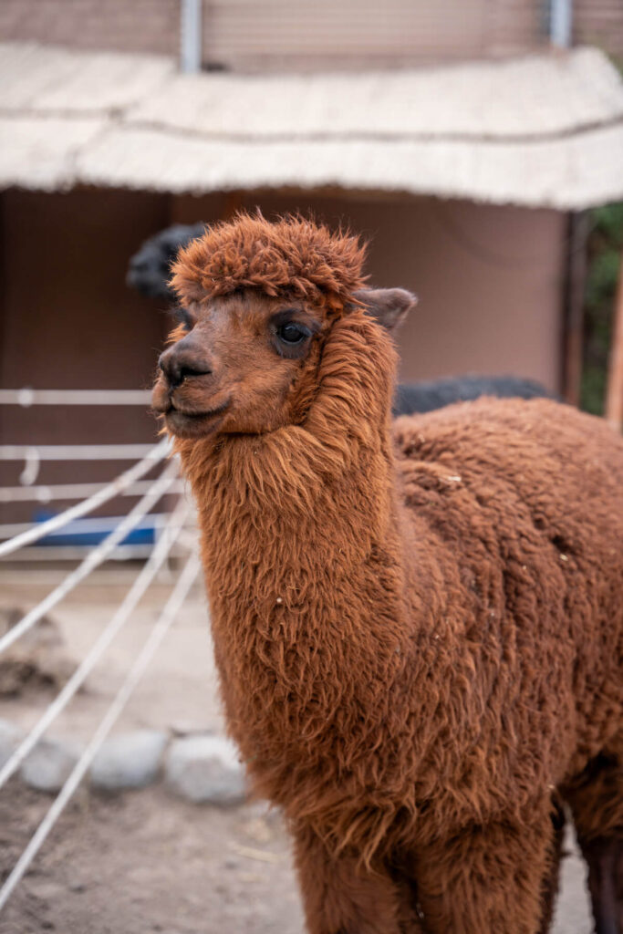 Mundo Alpaca Arequipa