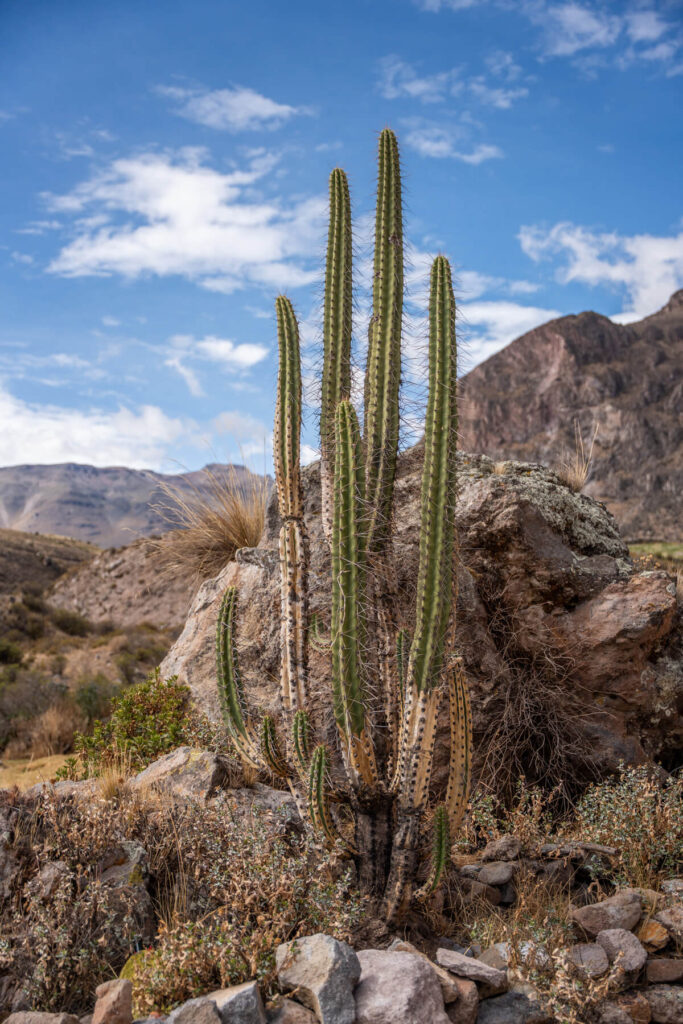 Peru Rundreise – Colca Canyon Colca Canyon Peru