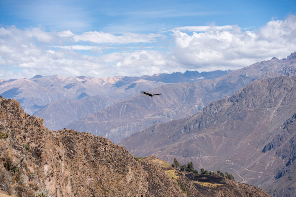 Peru Rundreise – Andenkondor über dem Colca Canyon Colca Canyon Andenkondor