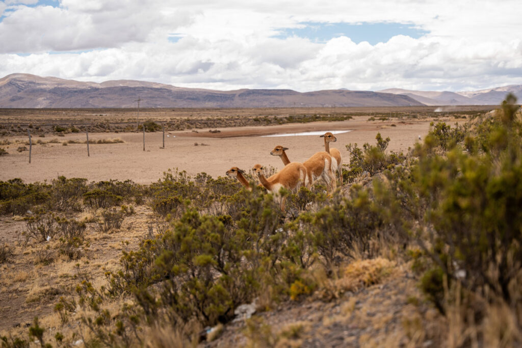 Peru Rundreise – Vikuñas am Straßenrand Peru Rundreise Landschaft Vikunas