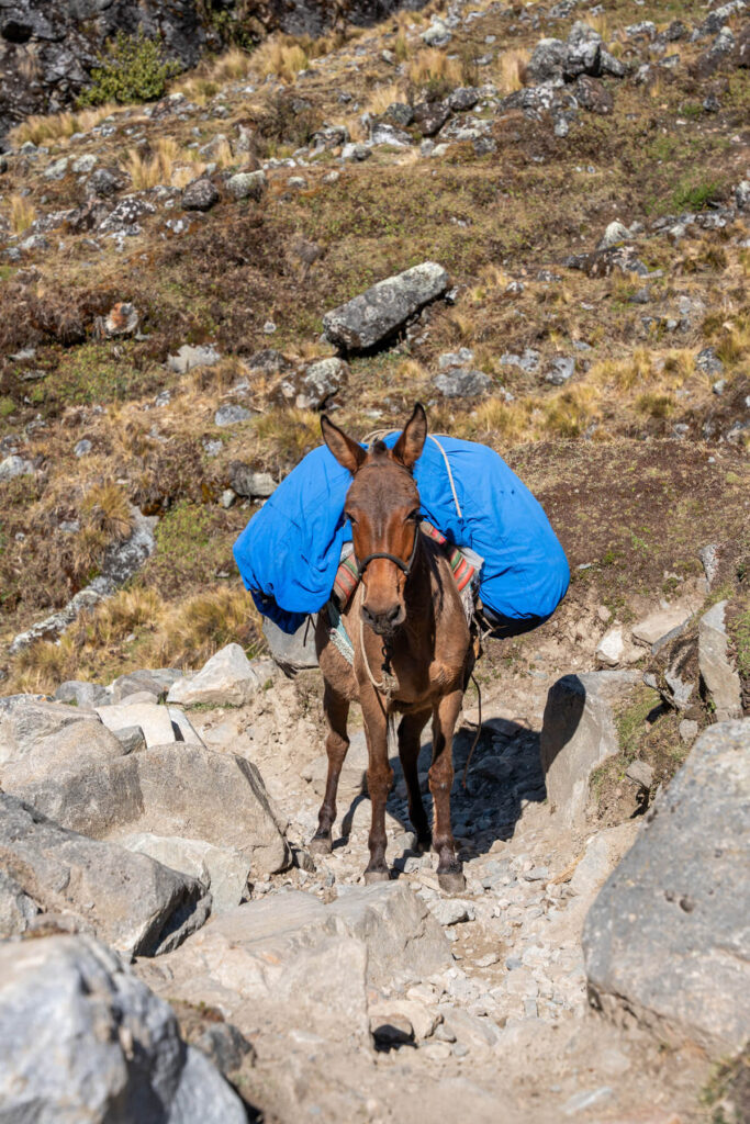 Das Gepäck wird durch Maultiere/Pferde von Camp zu Camp gebracht Gepäck Transport Maultier Peru