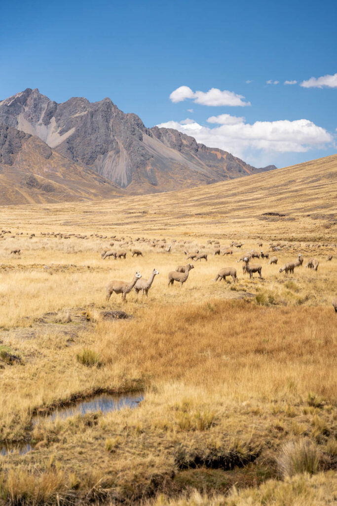 Alpakas und Lamas am Wegesrand Titikaka Train Peru Rail Alpakas